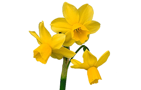 Fondo de imagen PNG de flores de narciso