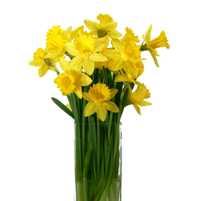 Daffodil Flower PNG Photo