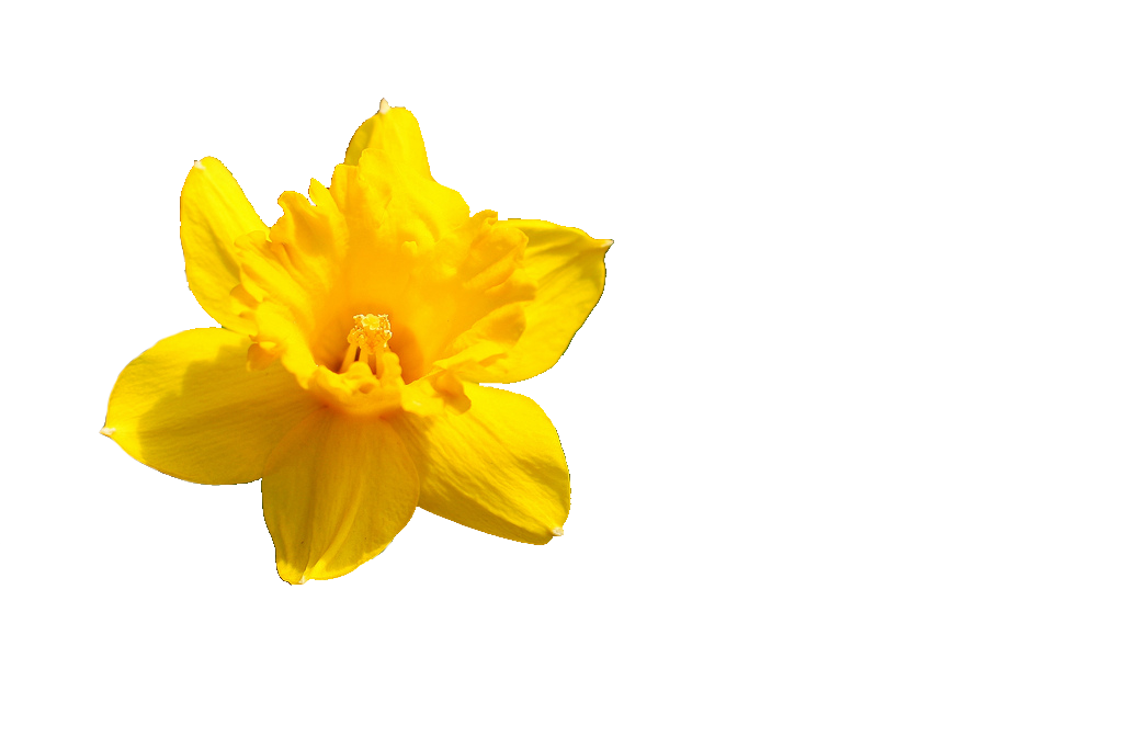 Daffodil Flower PNG Pic