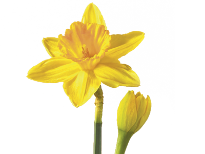 Daffodil Flower PNG Transparent Image