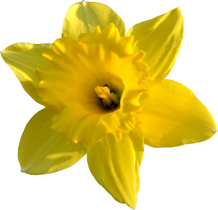 Imagem transparente da flor do narciso