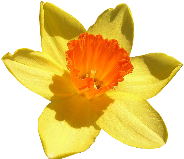 Daffodil бесплатно PNG Image