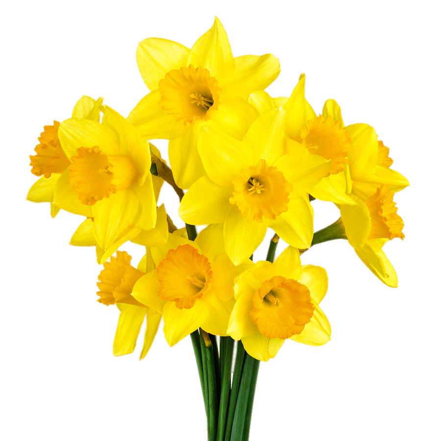 Daffodil PNG изображение фон