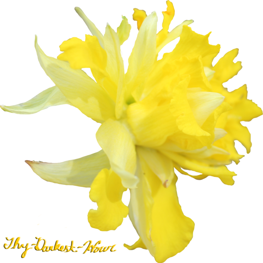 Daffodil PNG Foto