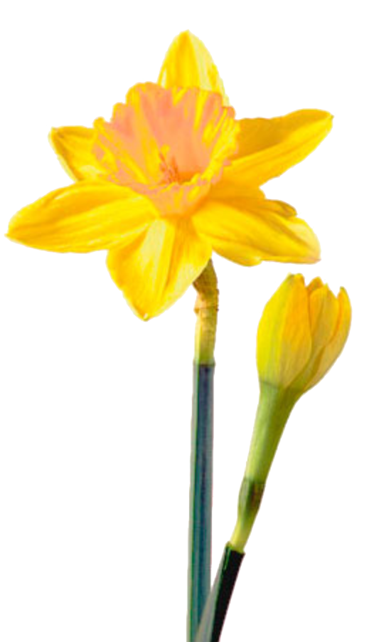 daffodil PNG photo