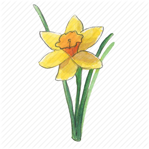 Gambar Transparan Daffodil PNG