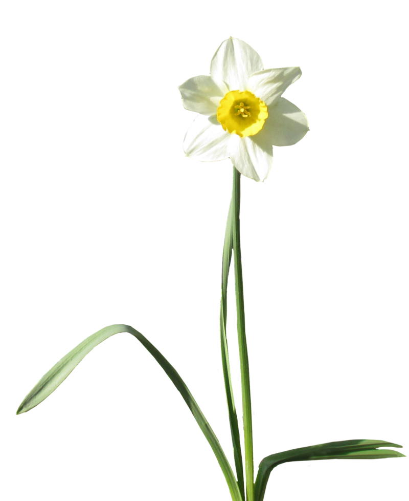 Daffodil خلفية شفافة PNG