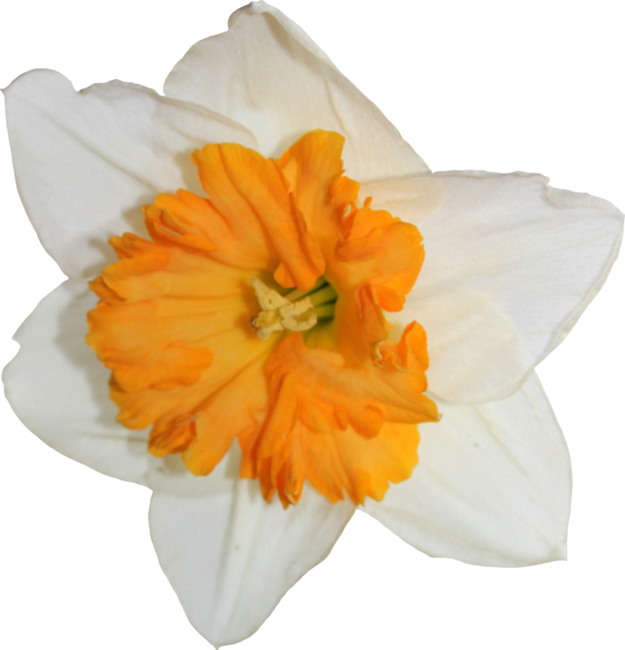 Gambar Transparan daffodil
