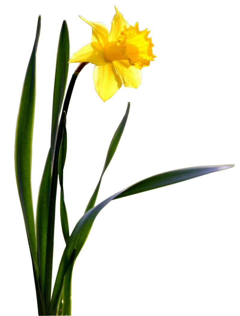 Immagini trasparenti del daffodil
