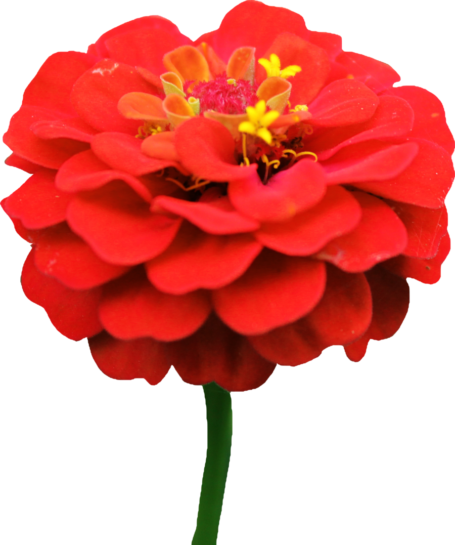 Dahlia PNG Image with Transparent Background