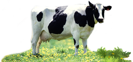Descarga gratuita de Dairy Cow PNG