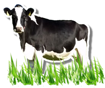 Молочная корова PNG изображения фон