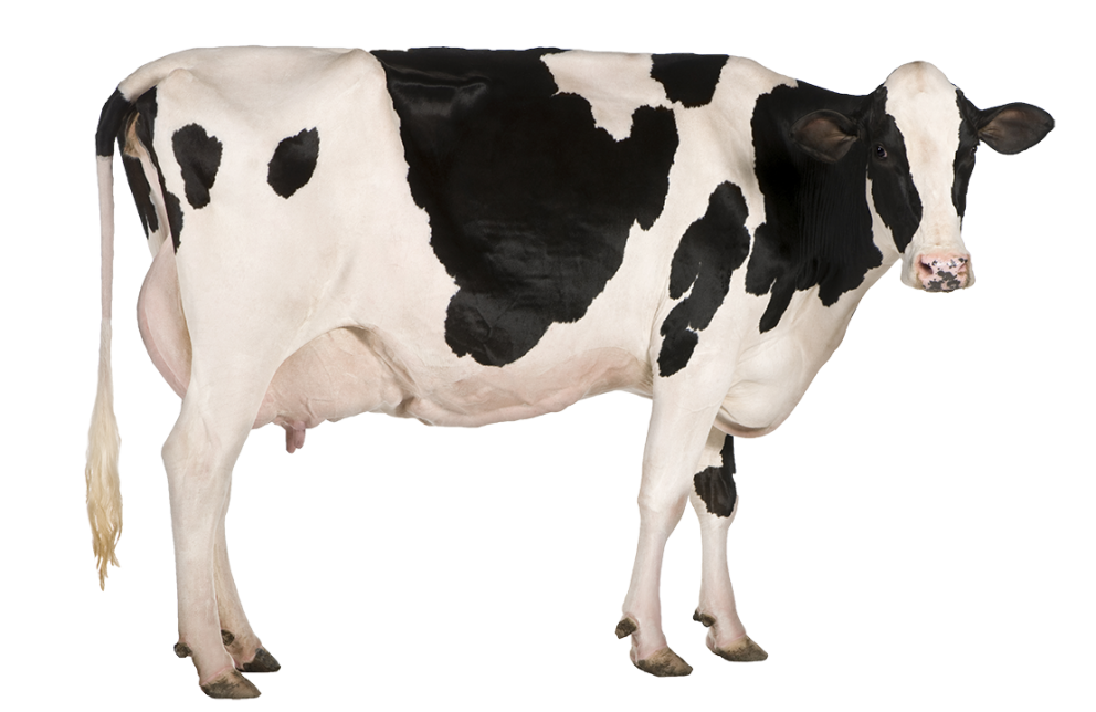 Image de la vache laitière image PNG