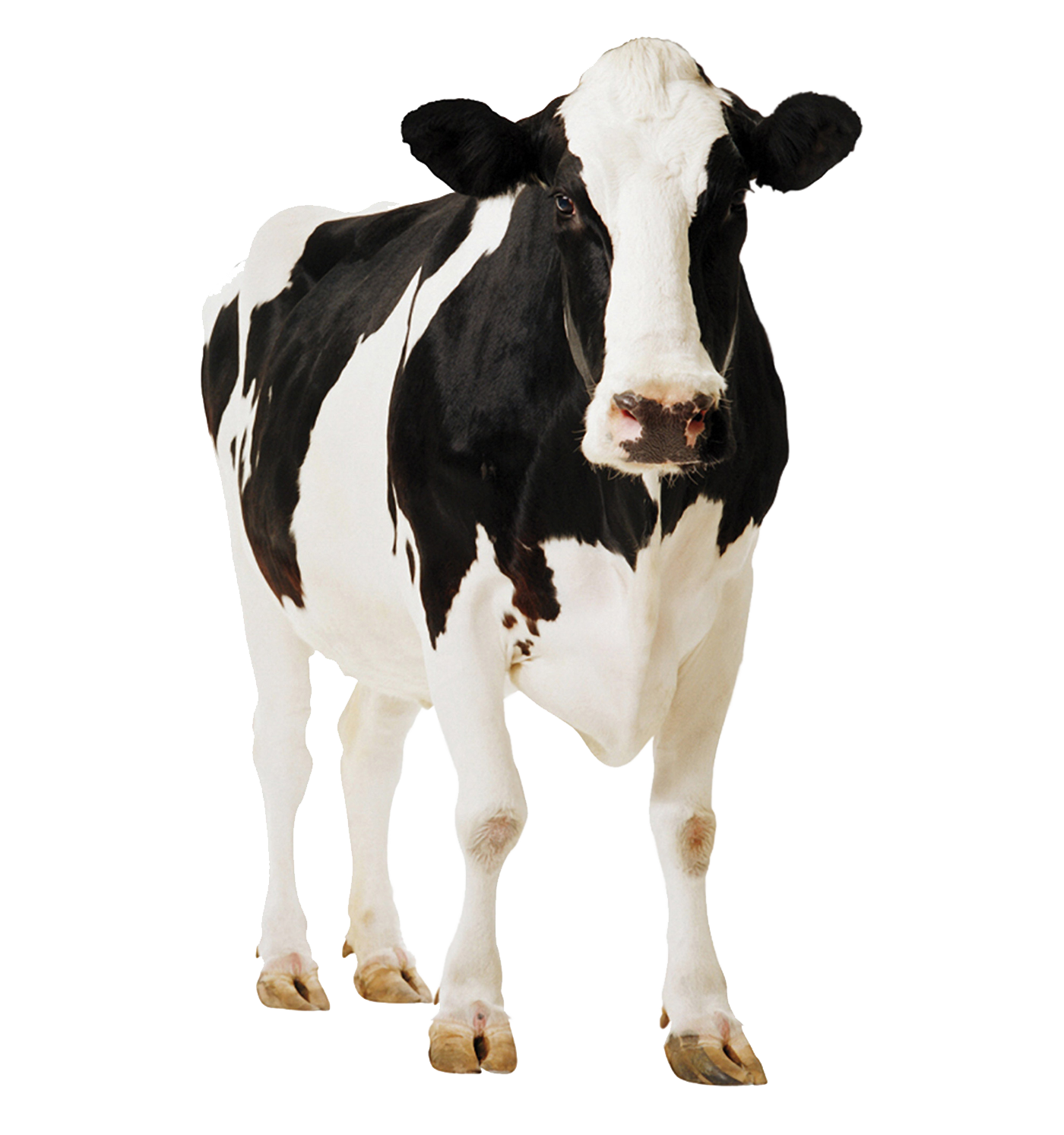 Dairy Cow PNG Photo
