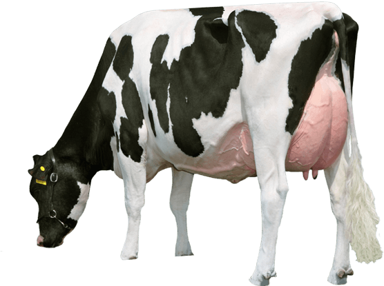 Pic PNG de vaca lechera