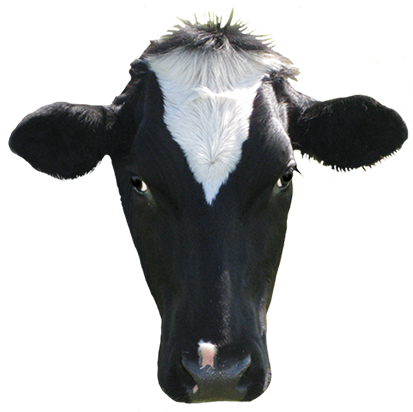 Image Transparente de vache laitière