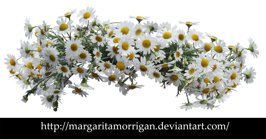 Daisies PNG Download Image
