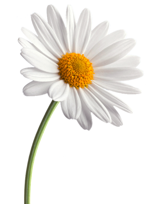 Daisies PNG Free Download