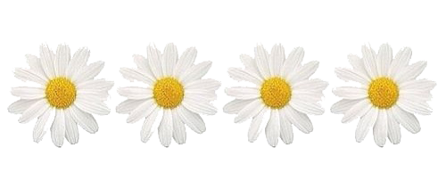 Daisies PNG High-Quality Image