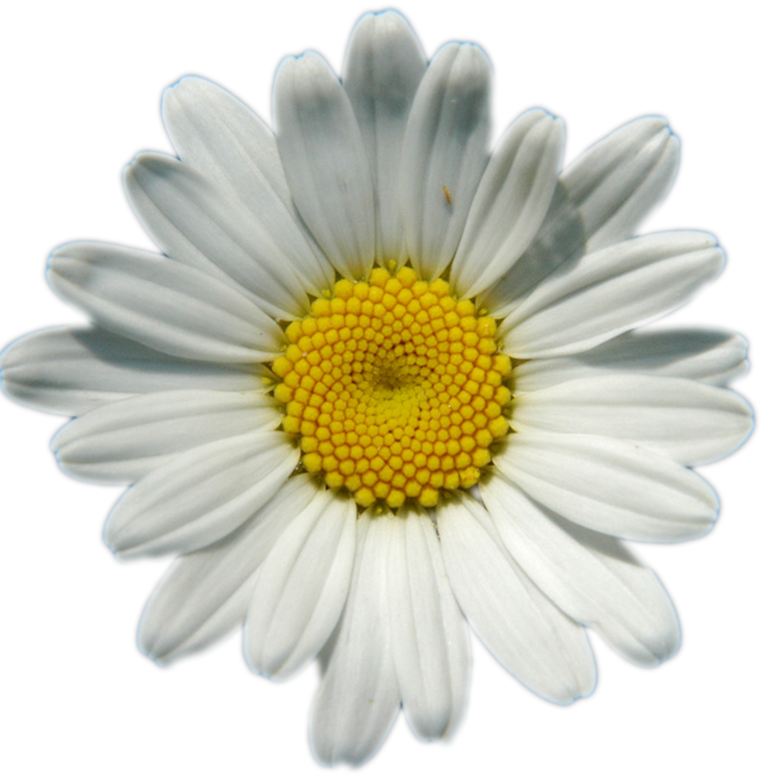 Daisies PNG Image Background