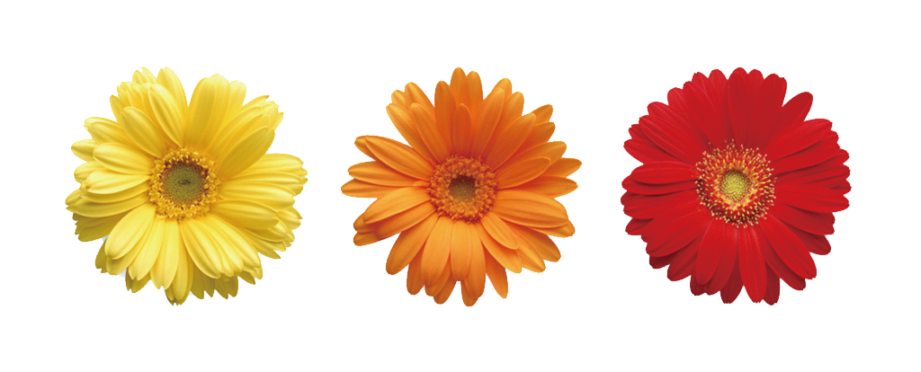 Marguerites PNG Pic