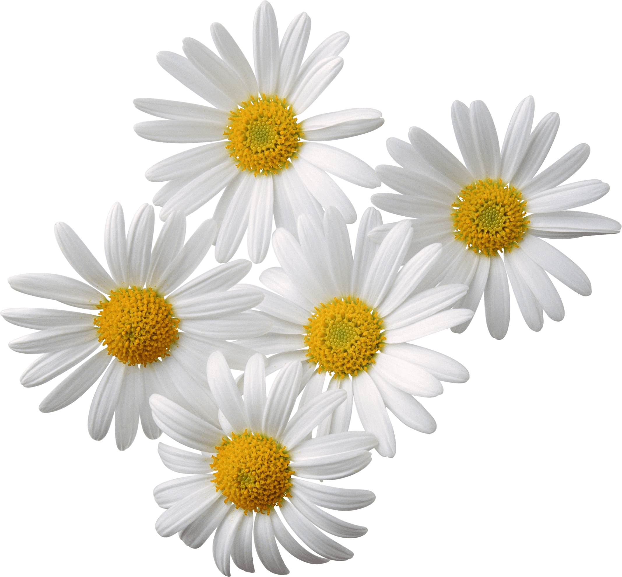 Immagine PNG daisy bouquet