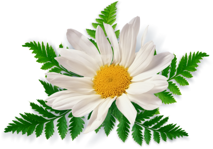 Immagini trasparenti bouquet daisy