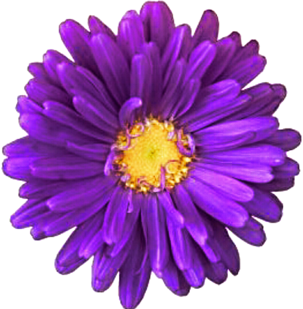 Daisy Purple Descargar imagen PNG Transparente