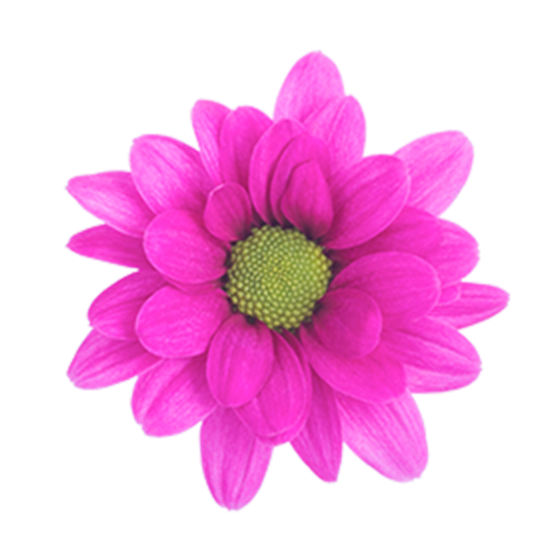 Gänseblümchen-lila freies PNG-Bild