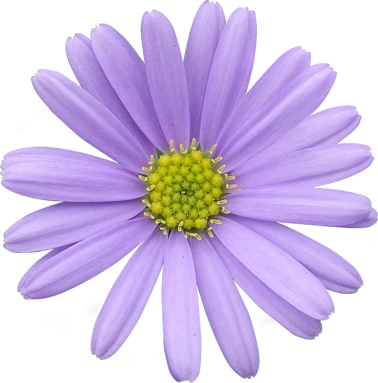 Gambar PNG Daisy Purple
