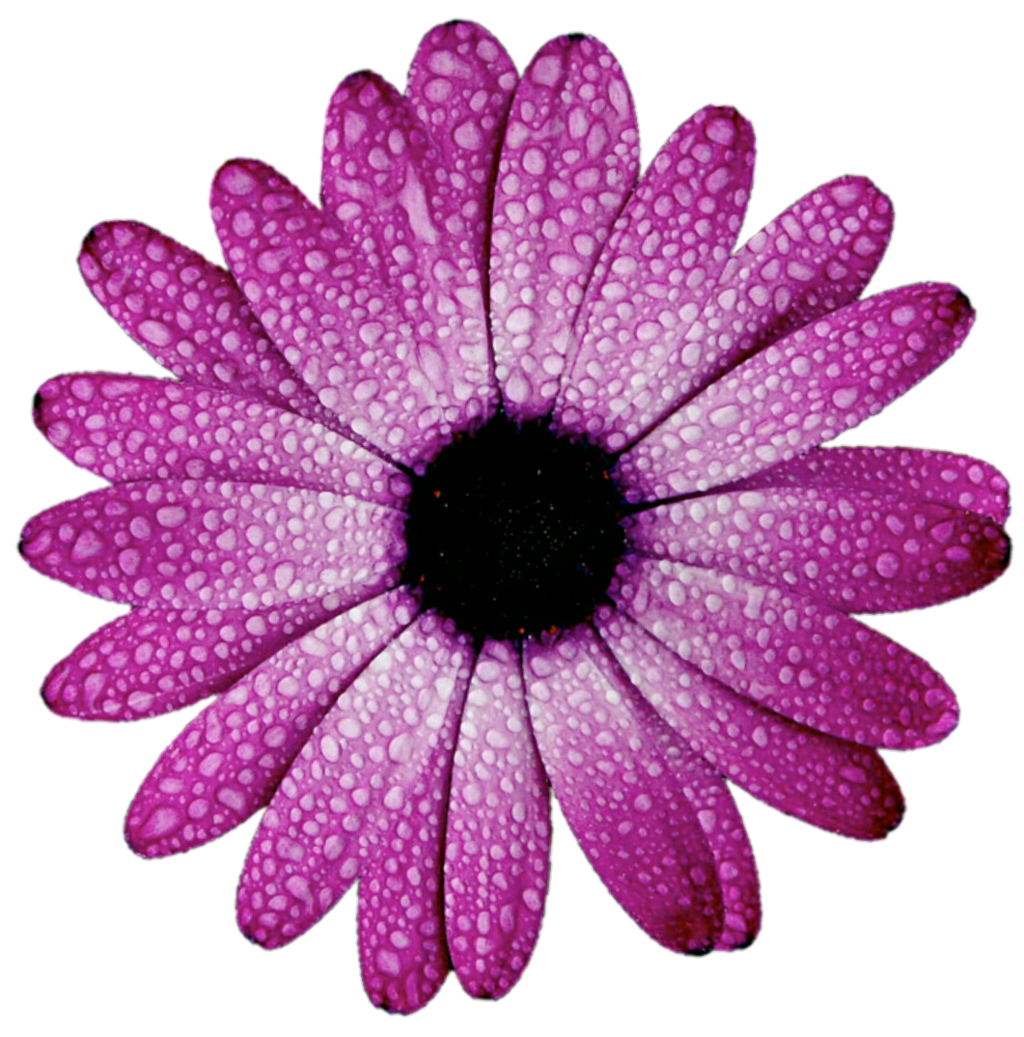 Daisy Purple PNG Photo