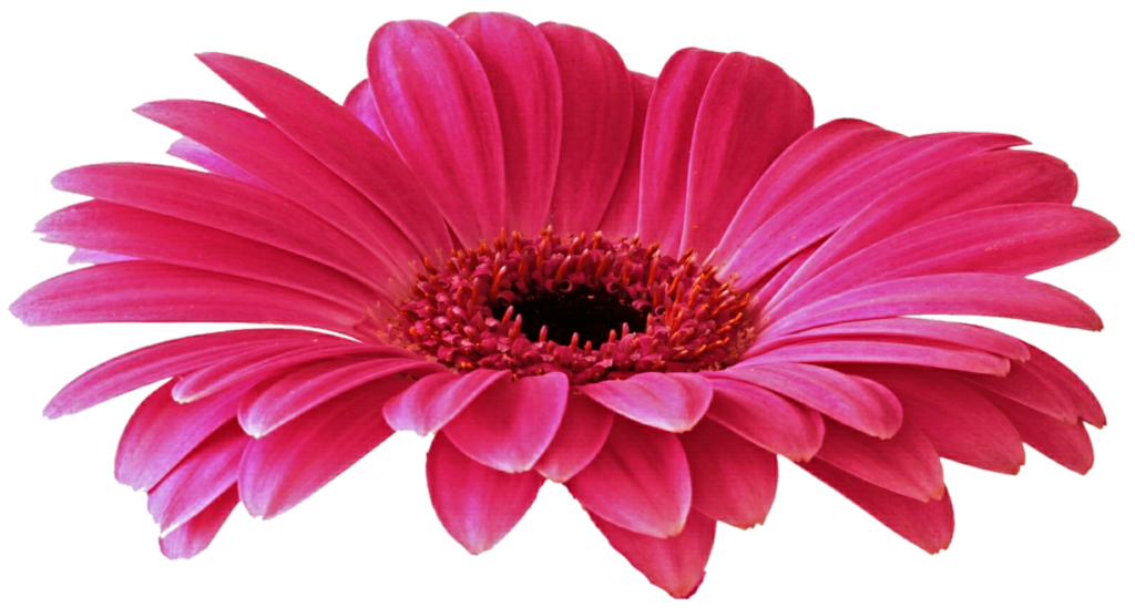 Daisy pourpre PNG image