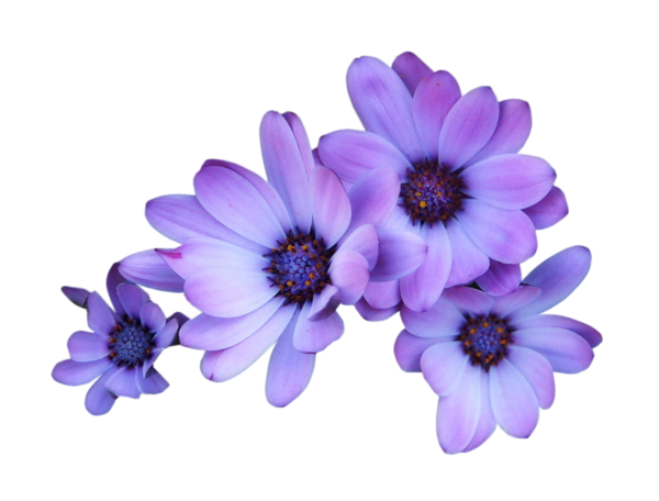 Daisy Purple Transparent Background PNG