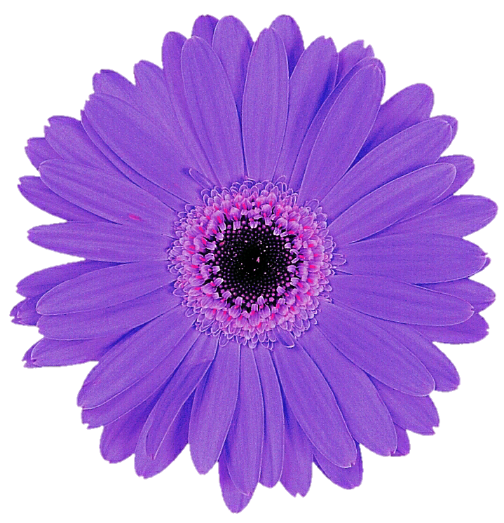 Gänseblümchen-lila transparente Bilder