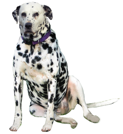 Image Transparente dalmatienne