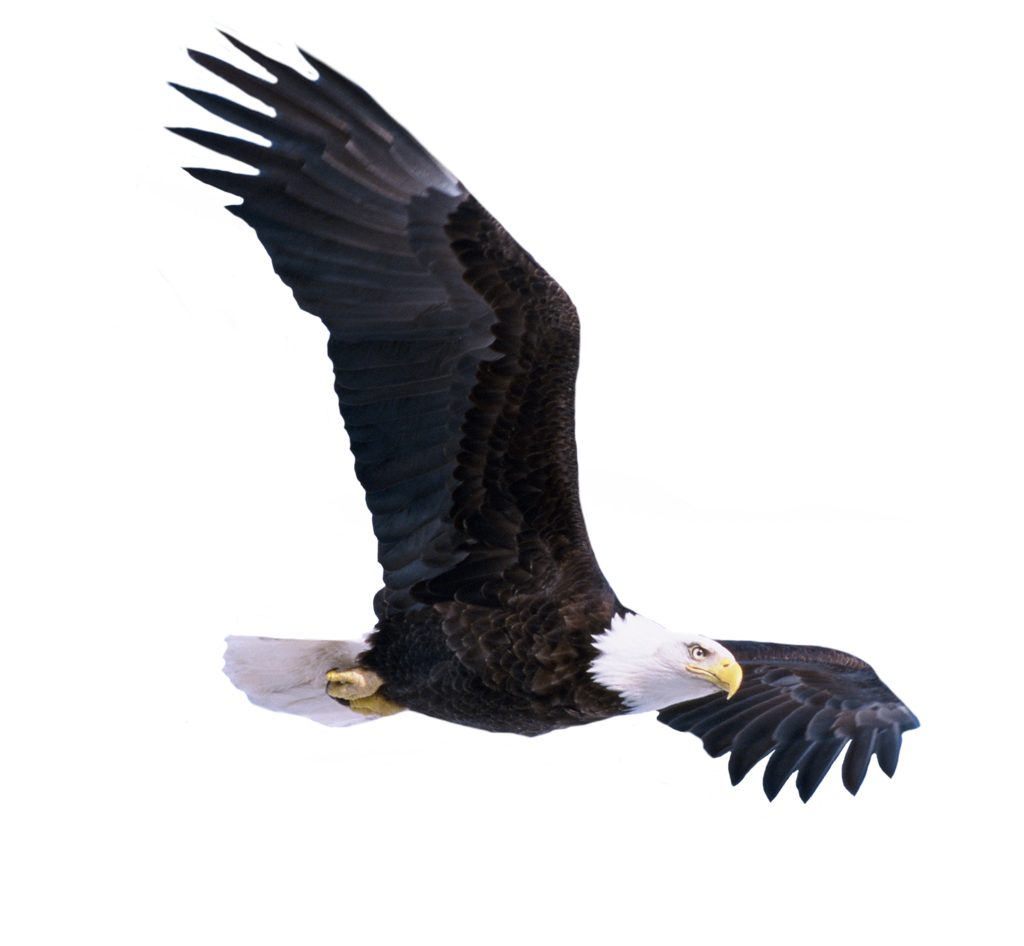Download gratuito di Eagle Flying PNG