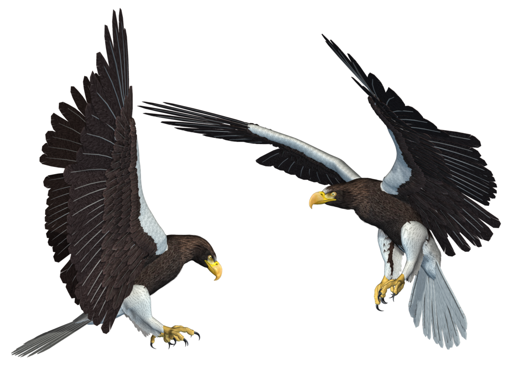 Eagle fliegendes PNG-Bild mit transparentem Hintergrund