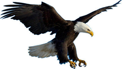 Eagle volando PNG Pic