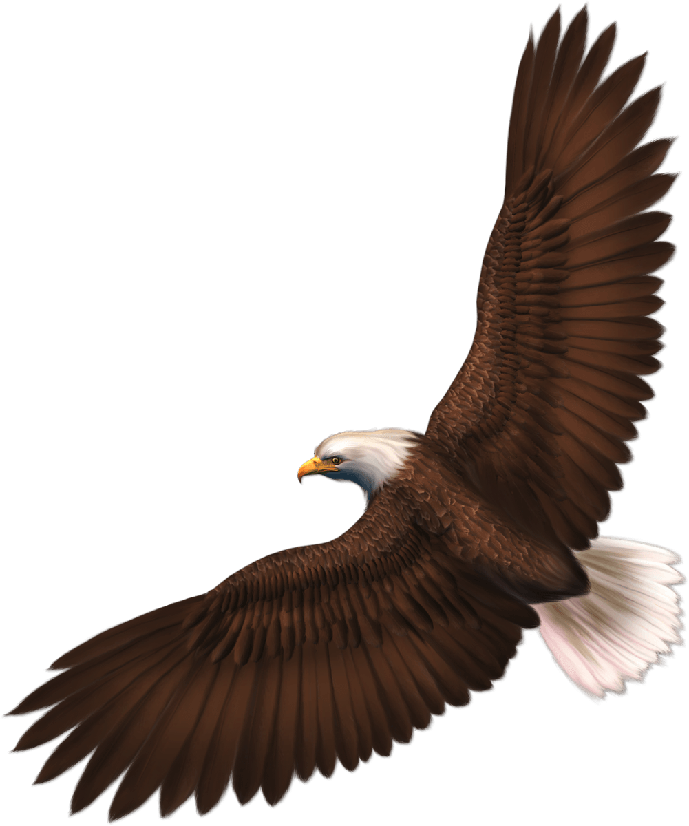 Eagle fliegt Transparentes Bild