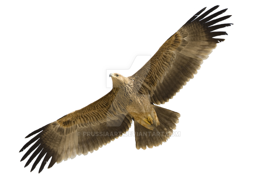 Eagle volando immagini trasparenti