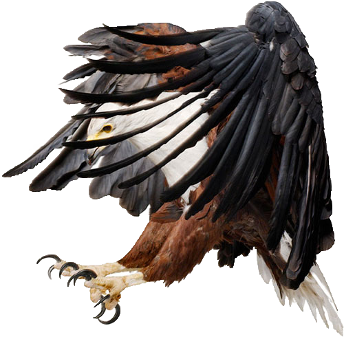 Eagle Free PNG-Bild