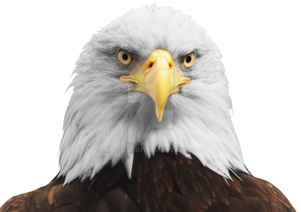 Eagle Head PNG achtergrondafbeelding