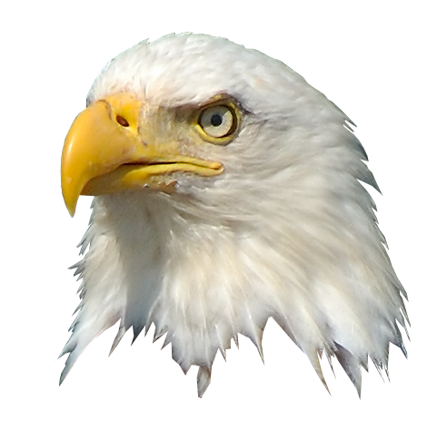 Imagem da Eagle Head PNG Background