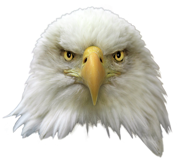 Eagle Head PNG-Afbeelding