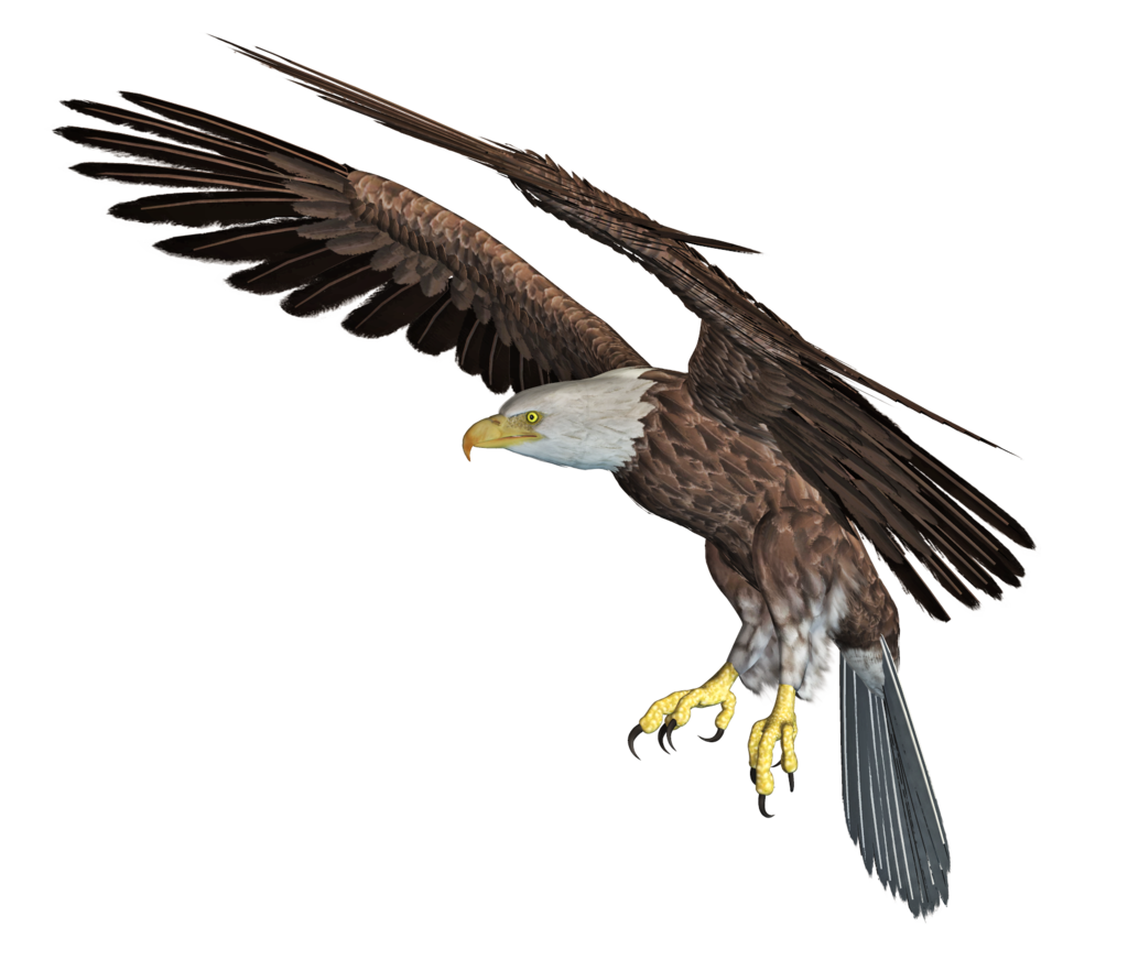 Eagle PNG Скачать изображение
