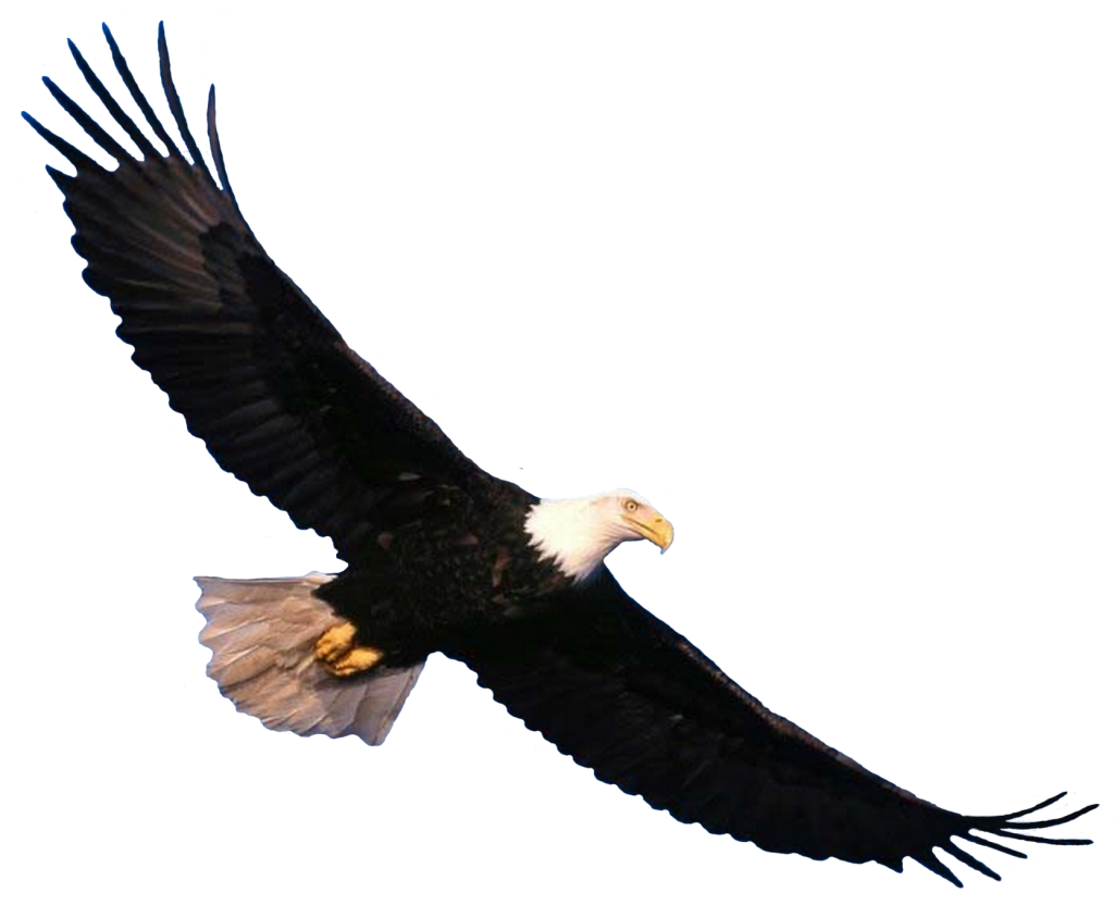 Eagle PNG Free Download