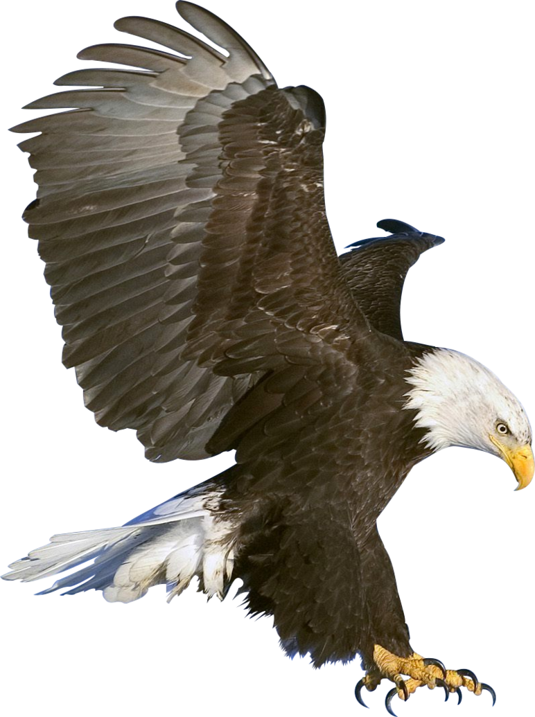 Eagle PNG High-Quality Image