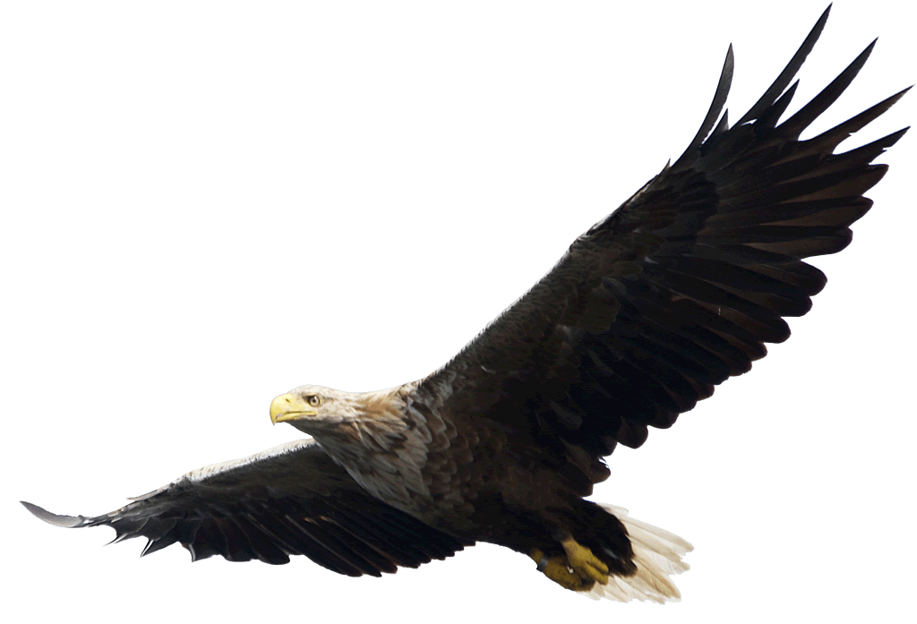 Eagle PNG Image Background