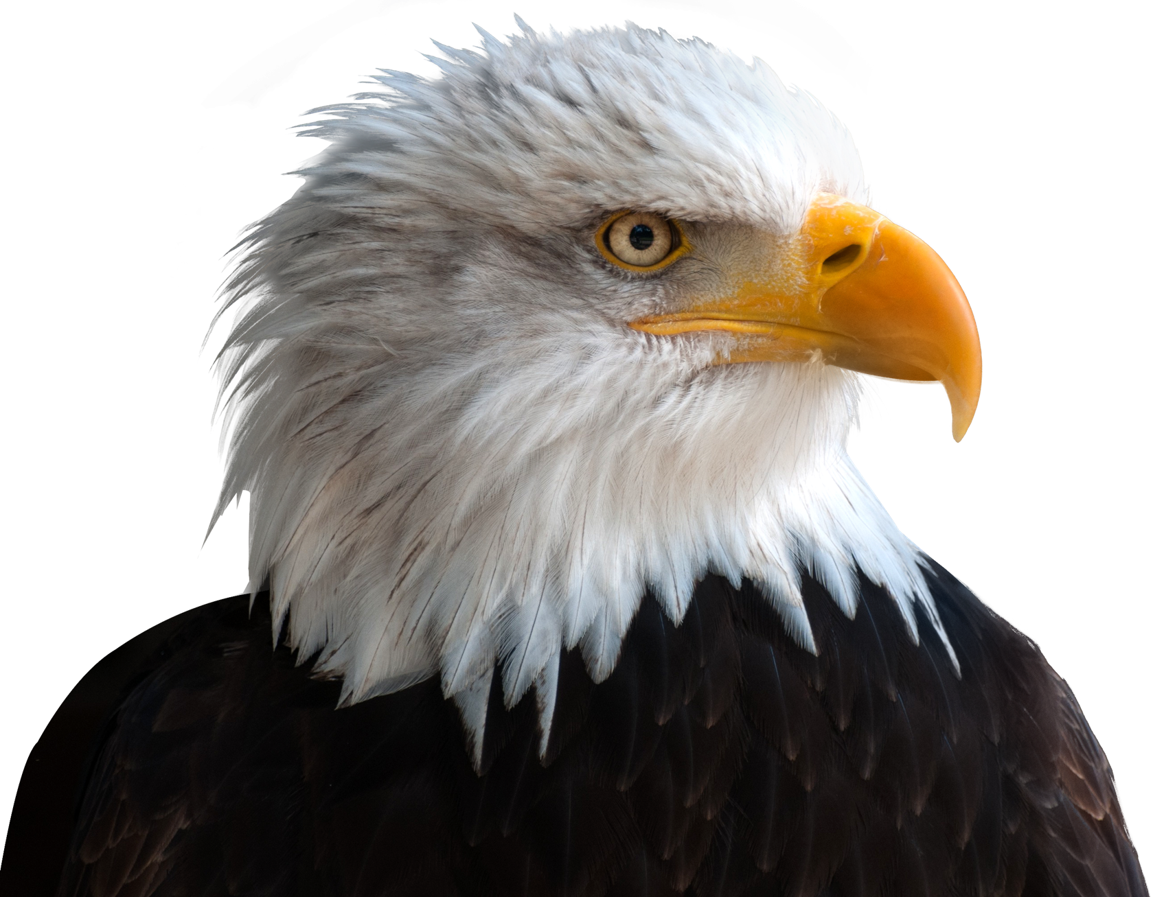 Eagle PNG Pic