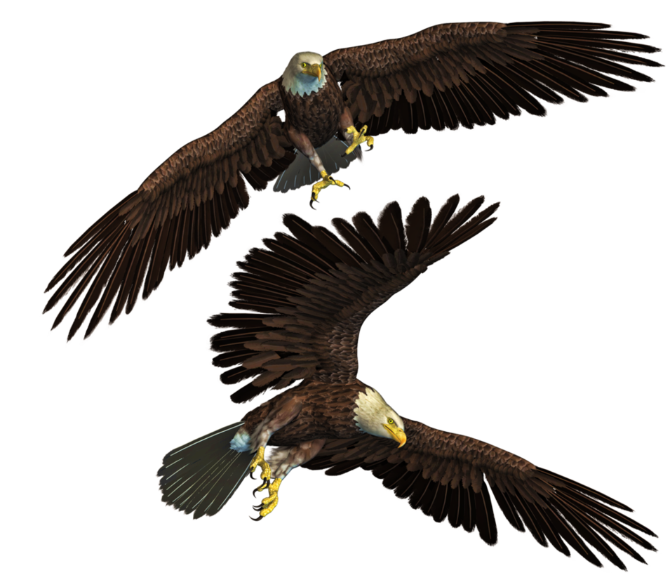 Imagem transparente de águia PNG